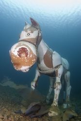 Seahorse, must be seeing things...
Capernwray. D200, 16mm. by Derek Haslam 